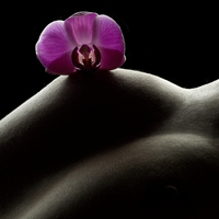 Orchidea 1